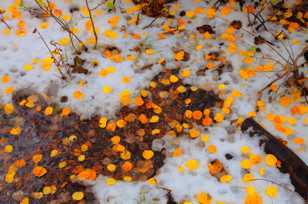 Aspen leaves on snow-8860